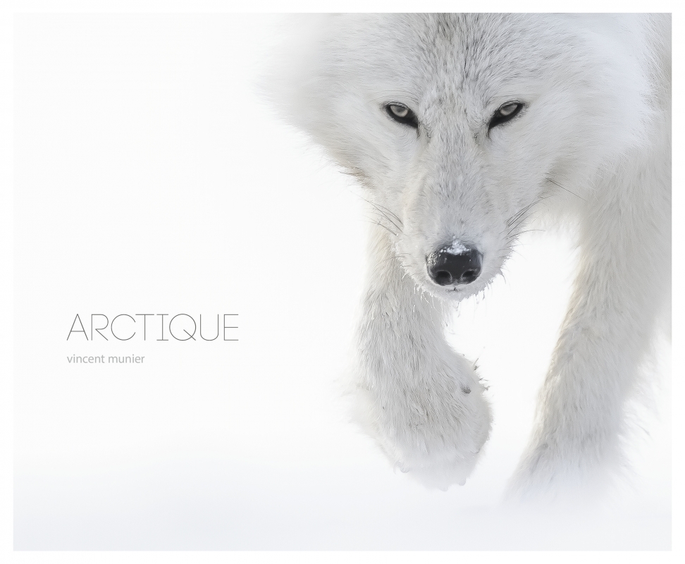 Arctique - MUNIER VINCENT - KOBALANN