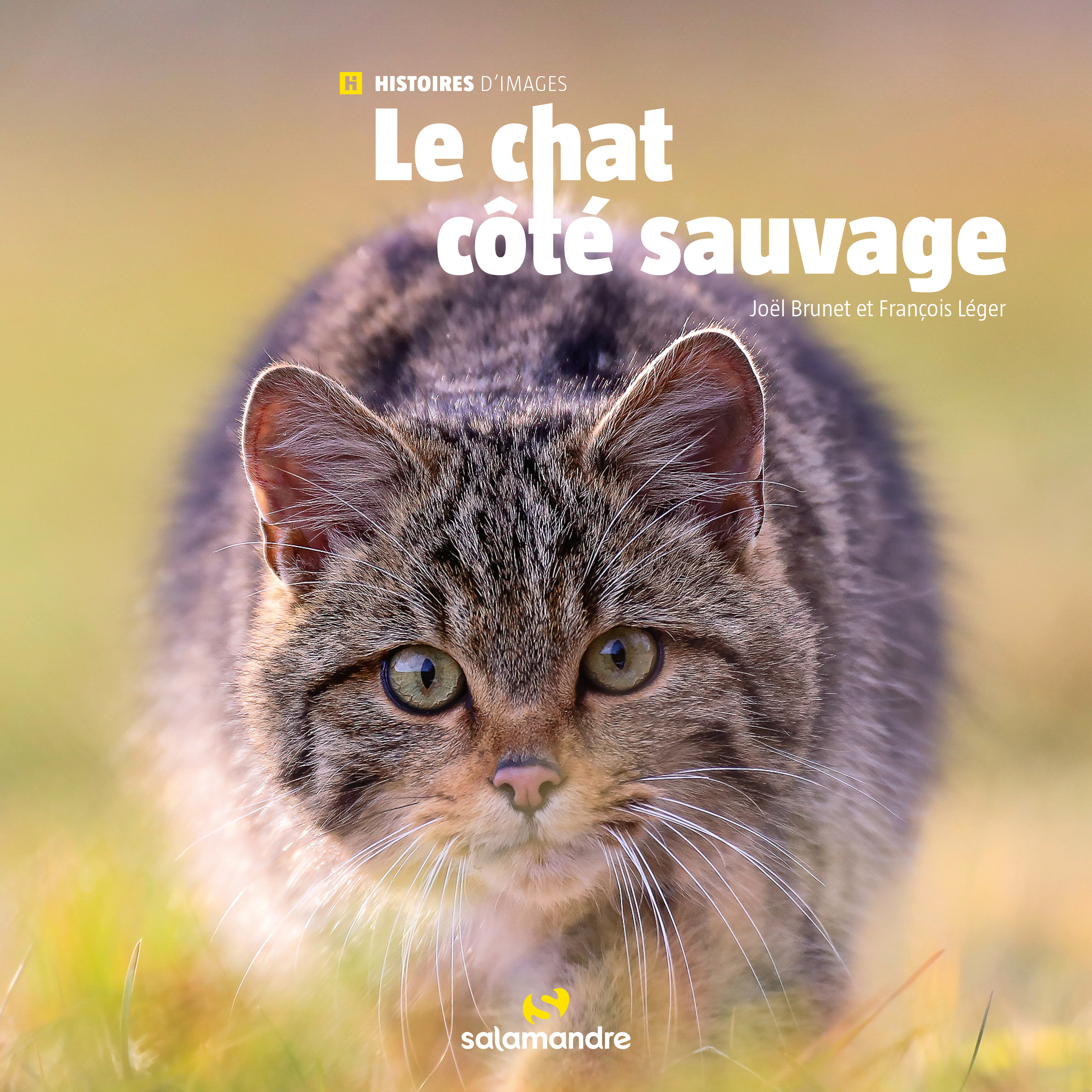 Le chat côté sauvage - François Léger - LA SALAMANDRE