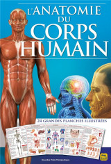 L'anatomie du corps humain : 24 grandes planches decrivant les differentes parties du corps
